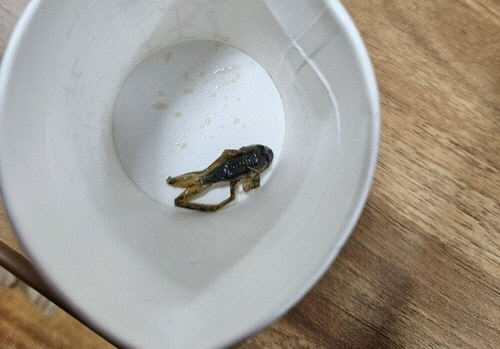 울산 석유화학공단 한 플랜트건설 현장 도시락에서 발견된 개구리 사체[플랜트건설노조 울산지부 제공]